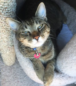 Linus, Anne's rescue cat